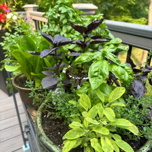 A chef's herb garden complete with a personal oasis of taste in 3 hours or less!